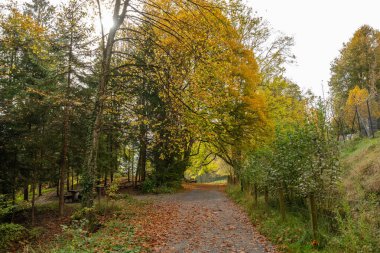 Saint Gallen, İsviçre, 19 Ekim 2024 Renkli bir ormanda sonbahar havası