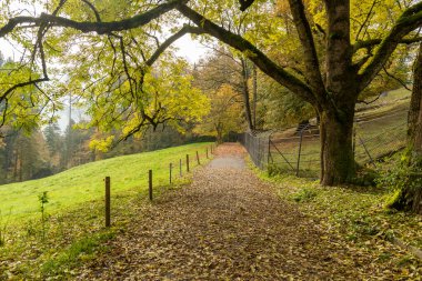Saint Gallen, İsviçre, 19 Ekim 2024 Renkli bir ormanda sonbahar havası