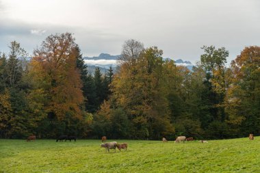 Saint Gallen, İsviçre, 19 Ekim 2024 Sonbaharda sisli bir vadi manzarası