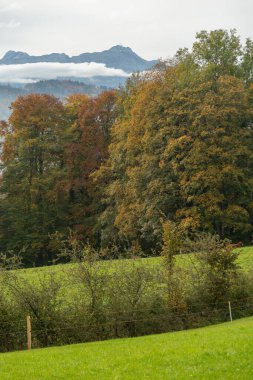 Saint Gallen, İsviçre, 19 Ekim 2024 Sonbaharda yeşil bir tepeden sisli bir vadiye bakın.
