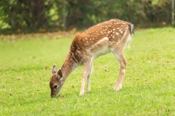 Saint Gallen, İsviçre, 19 Ekim 2024 Vahşi yaşam parkında geyik