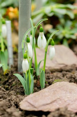 Aziz Gallen, 3 Kasım 2024 Galanthus Elwesii ya da botanik bahçesindeki daha büyük kar damlası bitkisi.