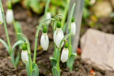 Aziz Gallen, 3 Kasım 2024 Galanthus Elwesii ya da botanik bahçesindeki daha büyük kar damlası bitkisi.