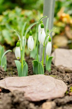 Aziz Gallen, 3 Kasım 2024 Galanthus Elwesii ya da botanik bahçesindeki daha büyük kar damlası bitkisi.