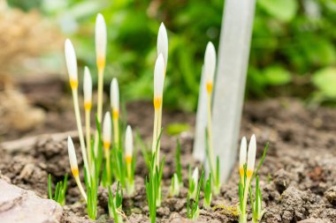 Saint Gallen, 3 Kasım 2024 Crocus Ochroleucus bitkisi botanik bahçesinde.
