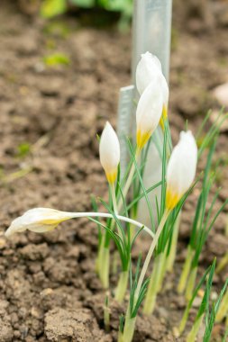 Aziz Gallen, 3 Kasım 2024 Crocus Hadriaticus bitkisi botanik bahçesinde.