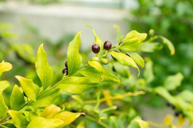 Saint Gallen, November 3, 2024 Sarcococca Confusa or sweet box plant at the botanical garden clipart