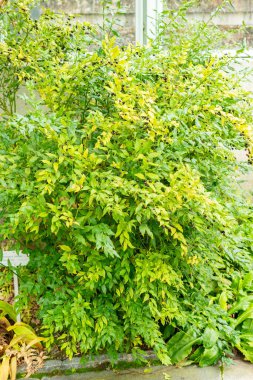 Saint Gallen, 3 Kasım 2024 Sarcococca Confusa ya da botanik bahçesindeki şeker kutusu bitkisi.