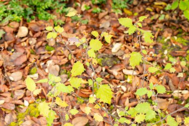 Saint Gallen, 3 Kasım 2024 Solanum Luteum veya botanik bahçesindeki kırmızı itüzümü bitkisi.