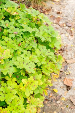 Saint Gallen, 3 Kasım 2024 Geranium Reflexum bitkisi botanik bahçesinde.