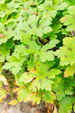 Saint Gallen, 3 Kasım 2024 Geranium Reflexum bitkisi botanik bahçesinde.