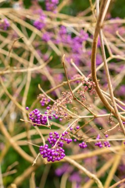 Saint Gallen, November 3, 2024 Callicarpa Bodinieri or bodiniers beauty berry plant at the botanical garden clipart