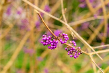 Saint Gallen, November 3, 2024 Callicarpa Bodinieri or bodiniers beauty berry plant at the botanical garden clipart