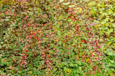 Aziz Gallen, 3 Kasım 2024 Cotoneaster Divaricatus ya da botanik bahçesine kronometre fabrikası