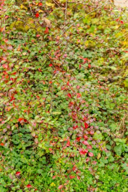 Aziz Gallen, 3 Kasım 2024 Cotoneaster Divaricatus ya da botanik bahçesine kronometre fabrikası