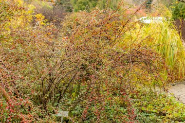 Aziz Gallen, 3 Kasım 2024 Cotoneaster Divaricatus ya da botanik bahçesine kronometre fabrikası