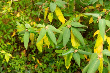 Aziz Gallen, 3 Kasım 2024 Viburnum Buddleifolium bitkisi botanik bahçesinde.