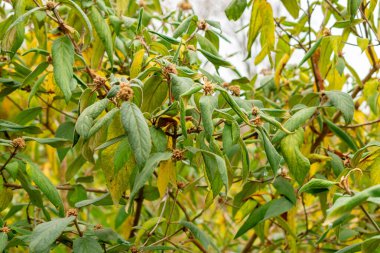 Aziz Gallen, 3 Kasım 2024 Viburnum Buddleifolium bitkisi botanik bahçesinde.