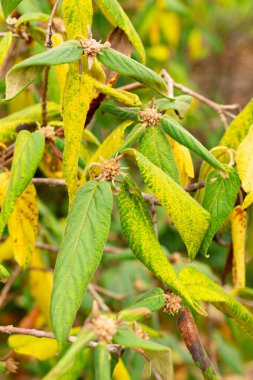 Aziz Gallen, 3 Kasım 2024 Viburnum Buddleifolium bitkisi botanik bahçesinde.