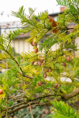 Aziz Gallen, 3 Kasım 2024 Cephalotaxus Harringtonia var Drupacea ya da botanik bahçesindeki Kore erik porsuğu bitkisi