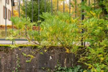 Aziz Gallen, 3 Kasım 2024 Cephalotaxus Harringtonia var Drupacea ya da botanik bahçesindeki Kore erik porsuğu bitkisi