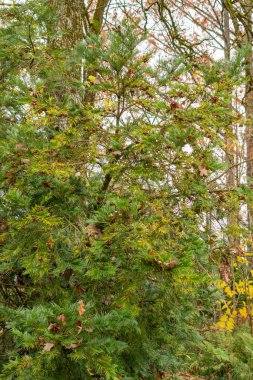 Aziz Gallen, 3 Kasım 2024 Sefalotaxus Fortunei veya botanik bahçesindeki Çin ineği kuyruğu çamı