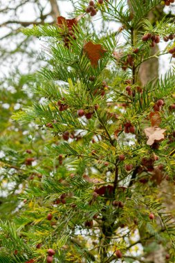 Saint Gallen, November 3, 2024 Cephalotaxus Fortunei or chinese cow tail pine at the botanical garden clipart