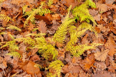 Saint Gallen, November 3, 2024 Phegopteris Decursive Pinnata fern at the botanical garden clipart