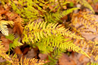 Saint Gallen, November 3, 2024 Phegopteris Decursive Pinnata fern at the botanical garden clipart