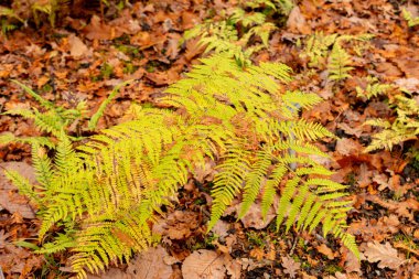 Saint Gallen, 3 Kasım 2024 Polystichum Nepalense eğreltiotu botanik bahçesinde