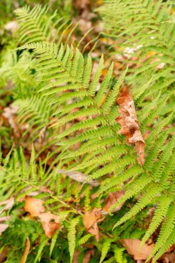 Saint Gallen, November 3, 2024 Dryopteris X Tavelii fern at the botanical garden clipart