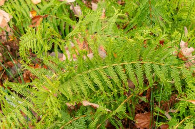Saint Gallen, 3 Kasım 2024 Dryopteris Filix Mas var Grandiceps veya botanik bahçesindeki erkek eğreltiotu