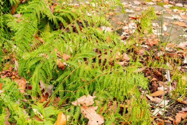 Saint Gallen, November 3, 2024 Dryopteris Filix Mas var Grandiceps or male fern at the botanical garden clipart