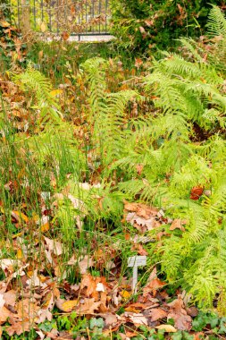 Saint Gallen, 3 Kasım 2024 Dryopteris Filix Mas var Grandiceps veya botanik bahçesindeki erkek eğreltiotu