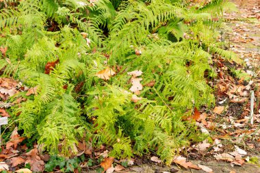 Saint Gallen, November 3, 2024 Dryopteris Filix Mas var Grandiceps or male fern at the botanical garden clipart