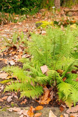 Saint Gallen, November 3, 2024 Dryopteris Affinis or golden scaled male fern at the botanical garden clipart