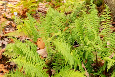 Saint Gallen, November 3, 2024 Dryopteris Affinis or golden scaled male fern at the botanical garden clipart