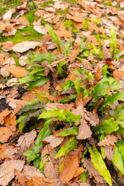 Saint Gallen, November 3, 2024 Phyllitis Scolopendrium or harts tongue fern at the botanical garden clipart