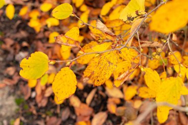 Saint Gallen, 3 Kasım 2024 Corylopsis Veitchiana bitkisi botanik bahçesinde.