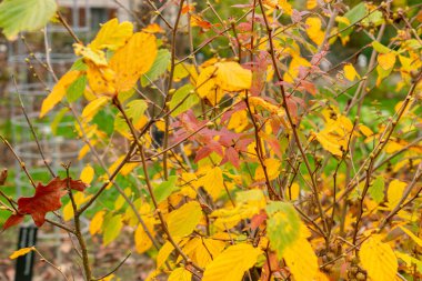 Saint Gallen, 3 Kasım 2024 Corylopsis Veitchiana bitkisi botanik bahçesinde.