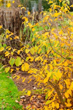 Saint Gallen, November 3, 2024 Corylopsis Veitchiana plant at the botanical garden clipart