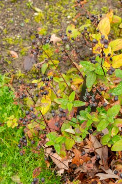 Saint Gallen, November 3, 2024 Hypericum Androsaemum or shrubby saint John wort plant at the botanical garden clipart