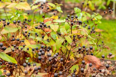 Saint Gallen, November 3, 2024 Hypericum Androsaemum or shrubby saint John wort plant at the botanical garden clipart