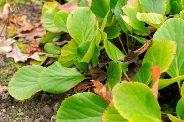 Saint Gallen, 3 Kasım 2024 Bergenia Cordifolia bitkisi botanik bahçesinde.