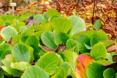 Saint Gallen, November 3, 2024 Bergenia Cordifolia plant at the botanical garden clipart