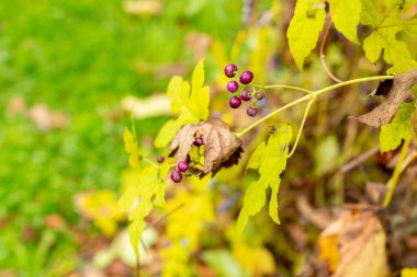 Saint Gallen, November 3, 2024 Ampelopsis Glandulosa var Heterophylla or porcelain berry plant at the botanical garden clipart