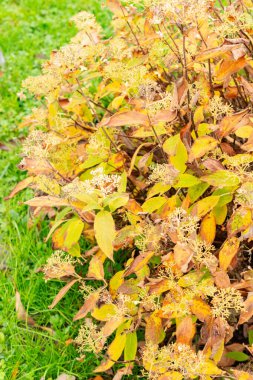 Saint Gallen, 3 Kasım 2024 Botanik Bahçesindeki Hydrangea Involucrata fabrikası