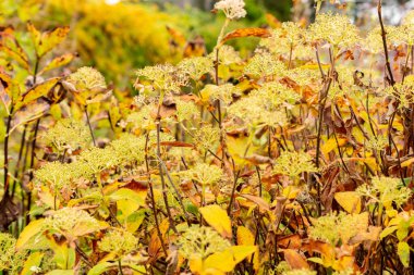 Saint Gallen, November 3, 2024 Hydrangea Involucrata plant at the botanical garden clipart