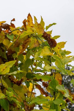 Saint Gallen, November 3, 2024 Smilax Tamnoides or bristly greenbrier plant at the botanical garden clipart