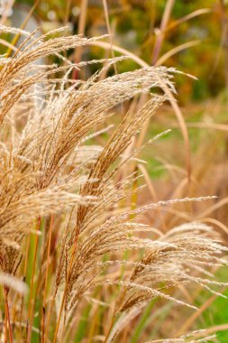 Saint Gallen, 3 Kasım 2024 Miscanthus Sinensis Fidel Zarafet Bitkisi Botanik Bahçesi